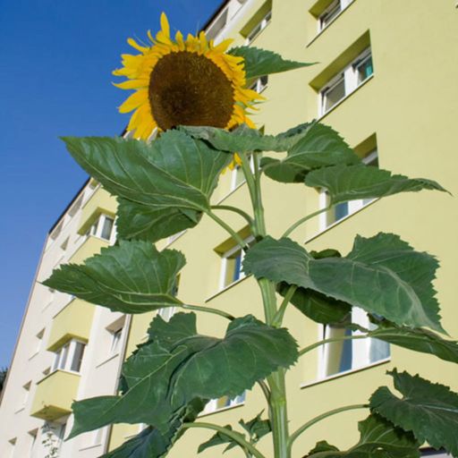 Naturkraftwerk Giant Sunflower - Growing Set - 1 item