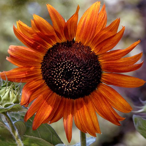 Evening Sun Sunflowers 