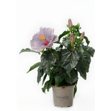 Zimmer-Hibiscus 'Cato' Lavendelblau HibisQS® - 2er Set
