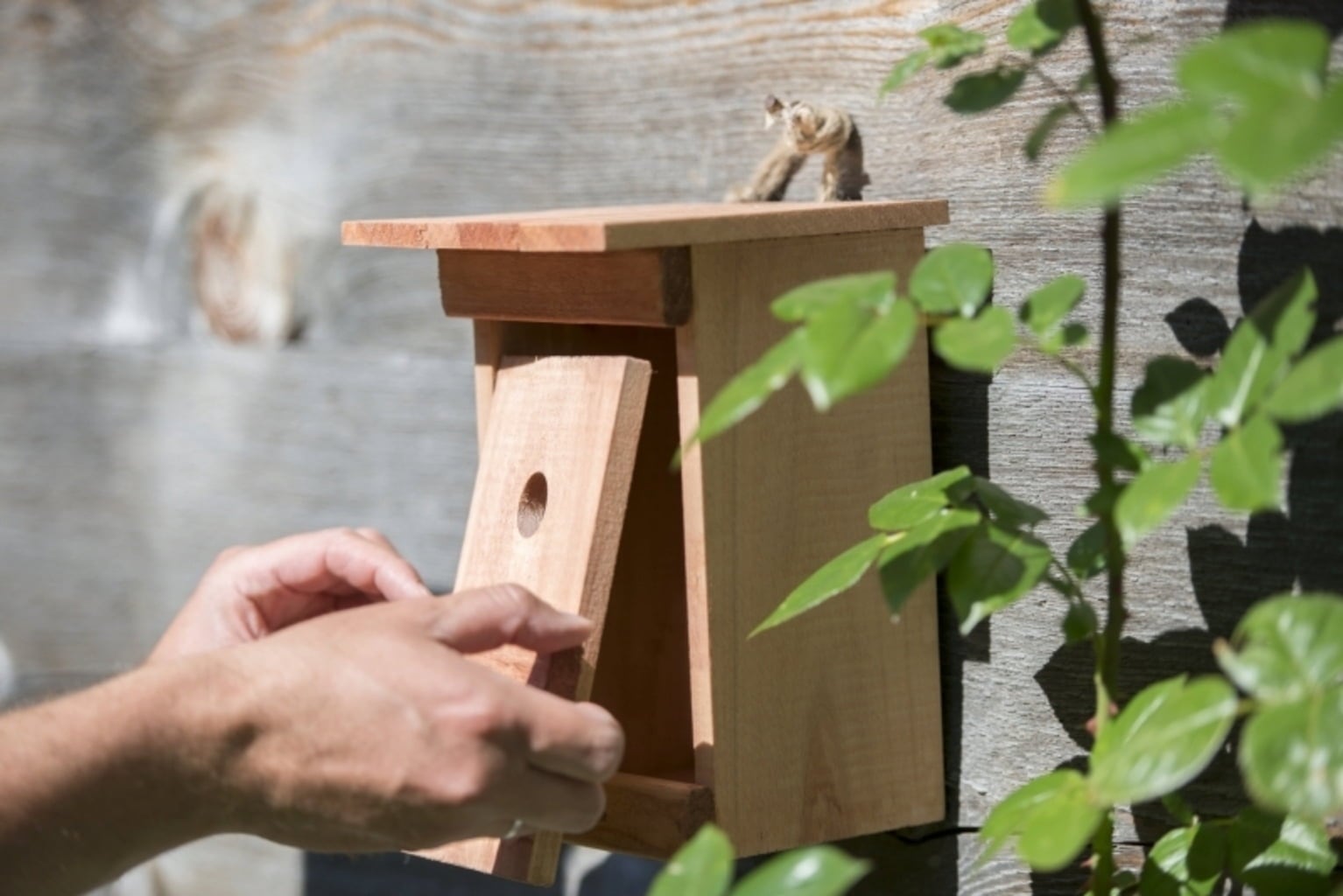 Windhager Birdy Birdhouse - 1 item