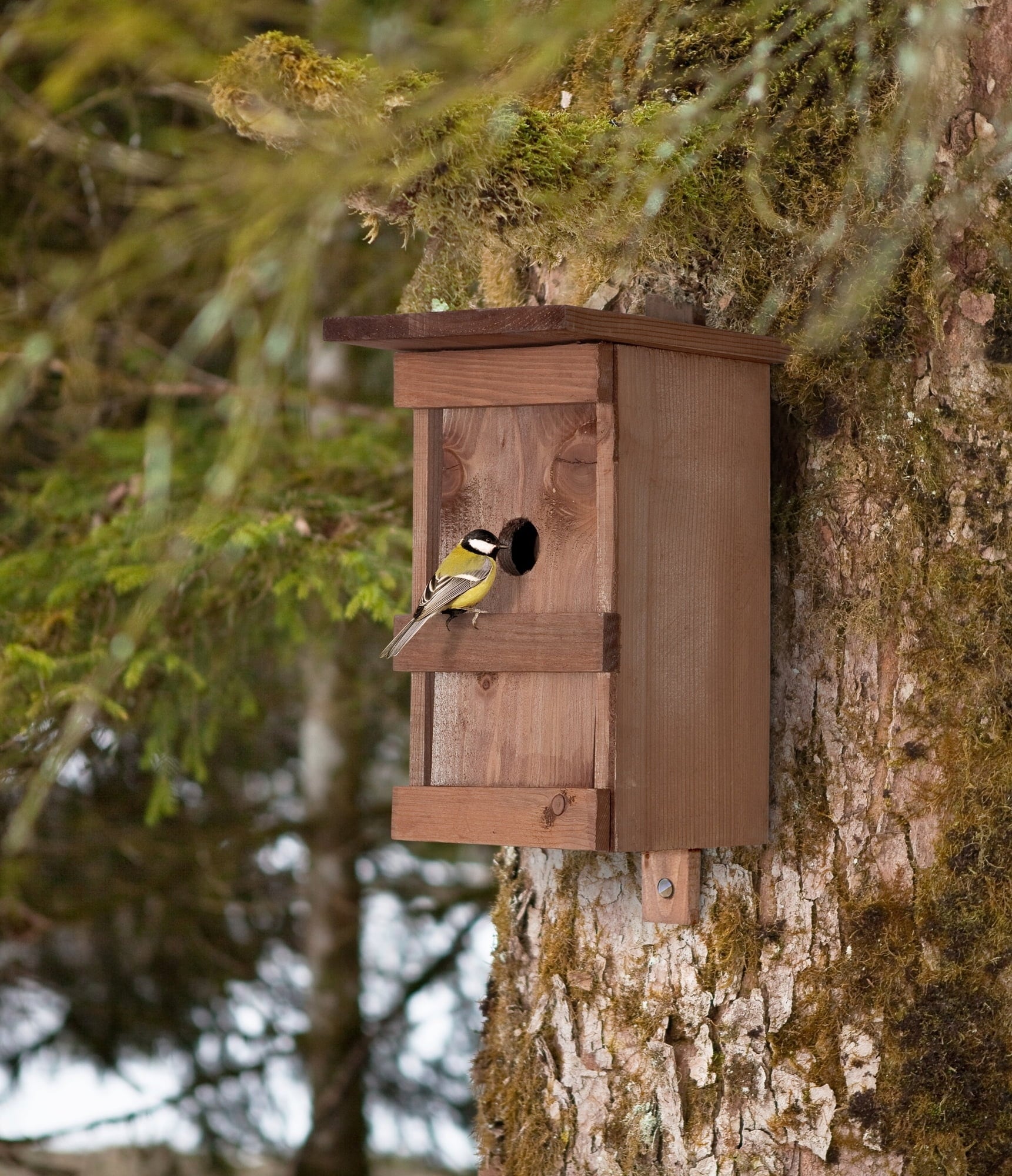 Windhager Birdy Birdhouse - 1 item