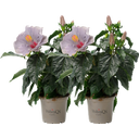 Hibiscus d’Intérieur 'Cato' Lavande Bleu HibisQS® - Lot de 2