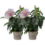 Indoor Hibiscus 'Cato' Lavender Blue HibisQS® - Set of 2