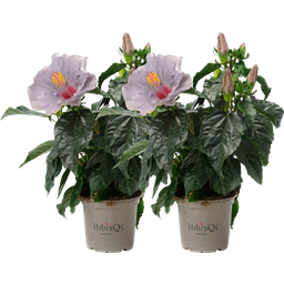 Hibiscus d’Intérieur 'Cato' Lavande Bleu HibisQS® - Lot de 2