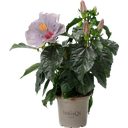 Hibiscus d’Intérieur 'Cato' Lavande Bleu HibisQS® - Lot de 2
