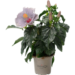 Hibiscus d’Intérieur 'Cato' Lavande Bleu HibisQS® - Lot de 2