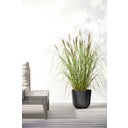 Oslo Pflanztopf mit Wasserreservoir - dunkelgrau - Ø 25 cm, Höhe 21,8 cm