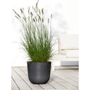Ecopots Oslo Water Reservoir - Dark Grey - Ø 35 cm, H 30,5 cm