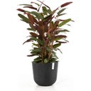 Ecopots Oslo Water Reservoir - Dark Grey - Ø 35 cm, H 30,5 cm