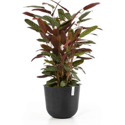 Ecopots Oslo Water Reservoir - Dark Grey - Ø 35 cm, H 30,5 cm