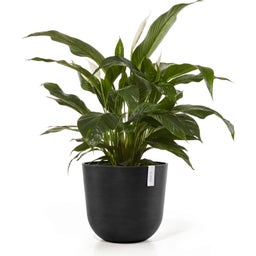 Oslo Pflanztopf mit Wasserreservoir - dunkelgrau - Ø 45 cm, Höhe 39,2 cm