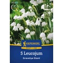 Profi-Line Sommerknotenblume Gravetye Giant - 5 Stück
