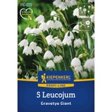 Profi-Line Sommerknotenblume Gravetye Giant