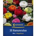 Kiepenkerl Mega-Pack Ranunkelmischung - 35 Stück