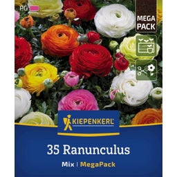 Kiepenkerl Mega-Pack Ranunkelmischung - 35 Stück