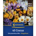 Kiepenkerl Mega-Pack Botanische Krokusmischung - 40 Stück