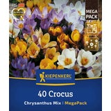 Kiepenkerl Mega-Pack Botanische Krokusmischung
