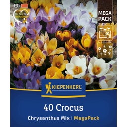 Kiepenkerl Mega-Pack Botanische Krokusmischung - 40 Stück