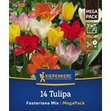 Kiepenkerl Mega-Pack Fosteriana-Tulpen Mischung