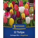Mega pakiranje poznih tulipanov 