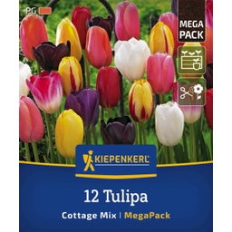 Mega pakiranje poznih tulipanov 