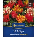 Mega pakiranje botaničnih tulipanov 