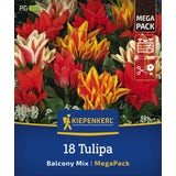 Mega-Pack Botanischer Tulpen Balkonzauber Mix