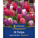 Mega-Pack Darwin-Hybrid-Tulpen Big Pride Mix