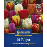 Kiepenkerl Mega-Pack Triumph-Tulpen Mischung