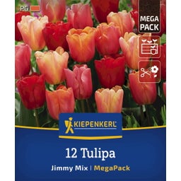 Kiepenkerl Mega-Pack Triumph-Tulpen Jimmy Mix - 12 Stück