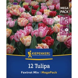 Mega-Pack Gefüllte frühe Tulpen Foxtrot Mix - 12 Stück