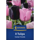 Kiepenkerl Tulpen Mix Candy Friends - 8 Stück