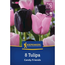 Kiepenkerl Tulpen Mix Candy Friends - 8 Stück