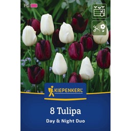 Kiepenkerl Tulpen Mix Day & Night - 8 Stück