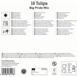 Mega pakiranje hibridnih tulipanov 