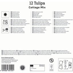 Mega pakiranje poznih tulipanov 