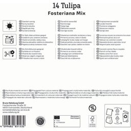 Mega pakiranje tulipanov 