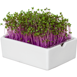 Microgreens rdeče zelje semenska blazinica - 1 k.