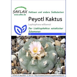 Saflax Peyotl Kaktus - 1 Pkg