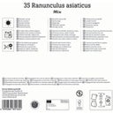 Kiepenkerl Mega-Pack Ranunkelmischung - 35 Stück
