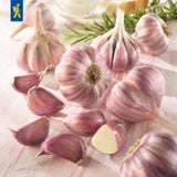 Kiepenkerl Aglio Invernale Germidour - Viola