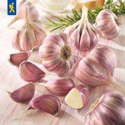 Winterpflanzknoblauch Germidour - violett - 3 Stück