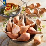 Kiepenkerl Winter Shallot Griselle