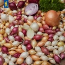 Kiepenkerl Winterui Trio-Mix - 50 stuks