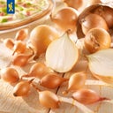 Kiepenkerl Biologische Winterui Shakespeare - 50 stuks