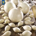 Kiepenkerl Winterui Snowball - Wit - 50 stuks