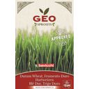 Bavicchi Organic Sprouting Durum Wheat Seeds - 80 grams