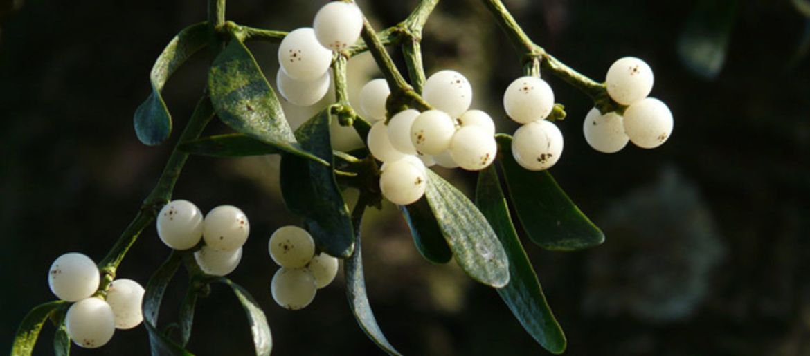 Grow Your Own Mistletoe