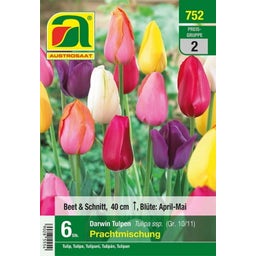 AUSTROSAAT Prachtmischung Darwin Tulpen - 6 Zwiebeln
