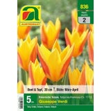 AUSTROSAAT Botanical Tulips Giuseppe Verdi